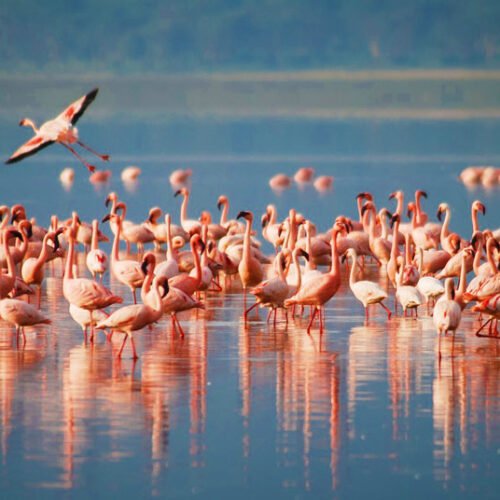 8 Days / 7 Nights Northern Serengeti, Central Serengeti, Ngorongoro, Lake Manyara &Tarangire