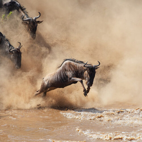 5 Days / 4 Nights Northern Serengeti & Central Serengeti Safari (Fly In + Road Exit)