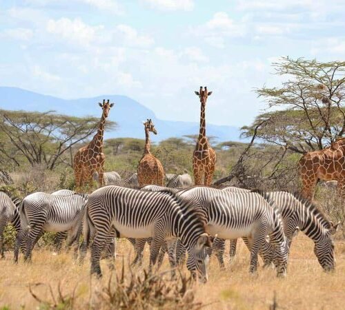 11 Days / 10 Nights Kenya Safari Adventure