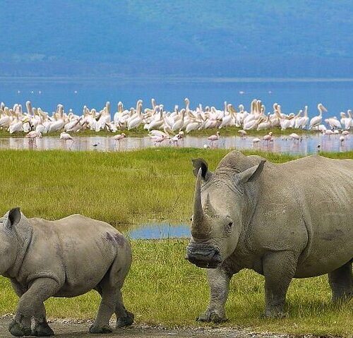 7 Days / 6 Nights Masai Mara, Lake Nakuru & Amboseli Safari