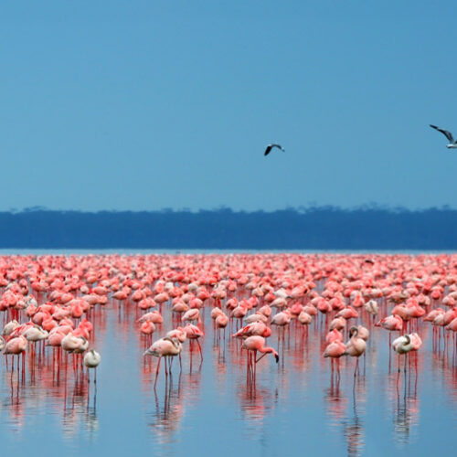 6 Days / 5 Nights Samburu, Lake Nakuru & Masai Mara Safari