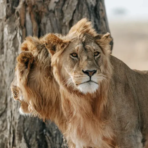 10 Days / 9 Nights Kenya & Tanzania Safari Circuit
