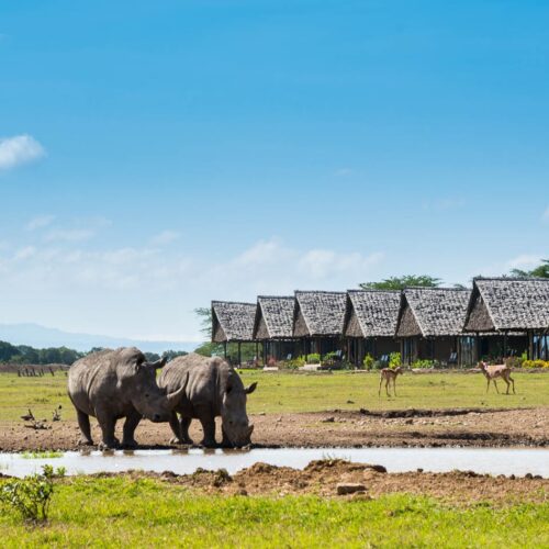 4 Days / 3 Nights Samburu & Ol Pejeta Safari